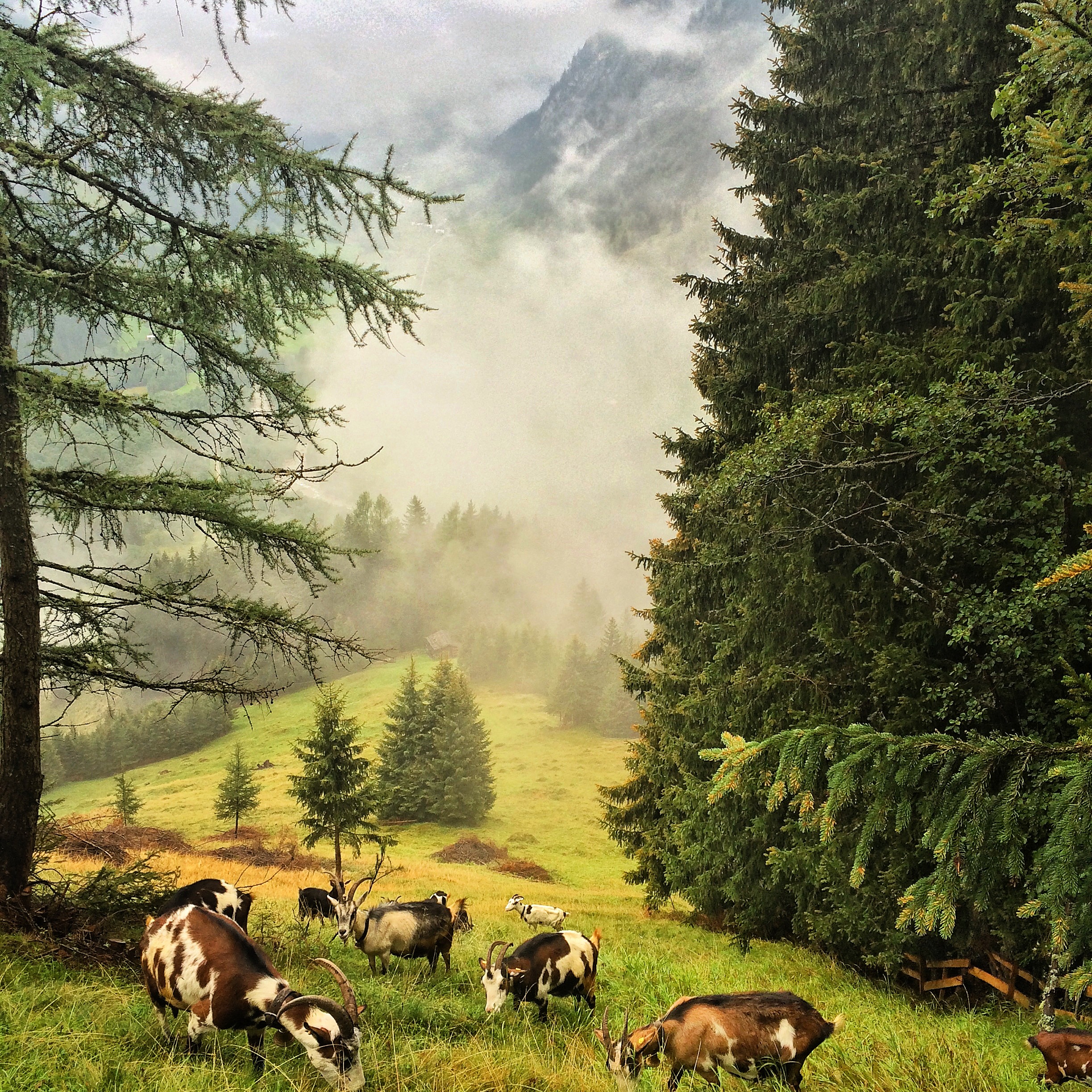 Almidylle? Zur Almwirtschaft gehört nicht nur Romantik, sondern auch harte Arbeit hinter den Kulissen.  © Schule der Alm/Werner Kräutler